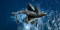 [ » ]  Sea Monsters - A Prehistoric Adventure
