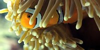 [ « ]  Oceans by DisneyNature. The Post-Production Matters as Well